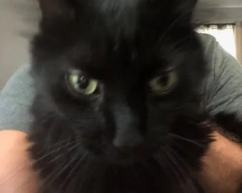 Carl, the black cat of Carl's Unique Stuff, staring straight into the camera